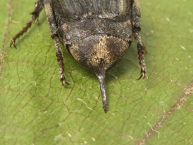 Cetoniidae: Valgus hemipterus, femmina